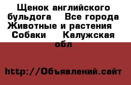 Щенок английского бульдога  - Все города Животные и растения » Собаки   . Калужская обл.